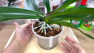 корни орхидей НОВЫЕ ЛЕЗУТ ОТОВСЮДУ / мои ЛУЧШИЕ стимуляторы для орхидей и корней / орхидея ПОДКИДЫШ