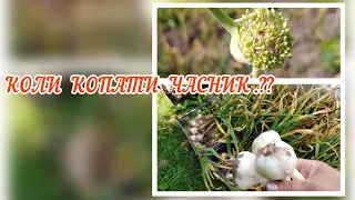 коли ми копаємо часник і як готуємо до зберігання .../ ВИРОЩУВАННЯ ЧАСНИКУ.