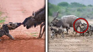 15 HORRIFIC Ways Wild Dogs Kill Their Prey