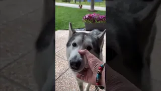 Funny Husky Moaning #shorts