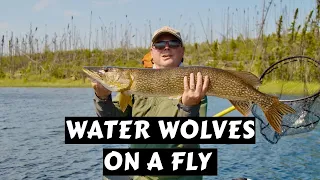 How to Catch "Water Wolves" on a Fly