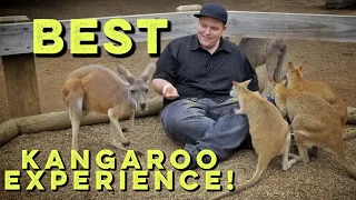 Sydney’s BEST Koala & Kangaroo Experience!!!