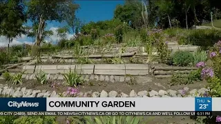 94-year-old's community garden a secret neighbourhood treasure