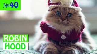 ПРИКОЛЫ 2017 с животными. Смешные Коты, Собаки, Попугаи // Funny Dogs Cats Compilation. Февраль №40