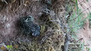 The Ending of the cuckoo: Captured by an Owl杜鹃鸟的大结局：被猫头鹰抓走了，2只小鸟离巢了