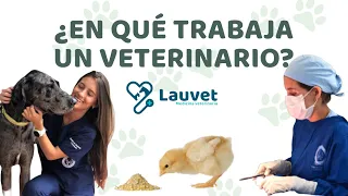 ÁREAS DE TRABAJO PARA UN MÉDICO VETERINARIO - Lauvet