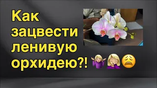 Стимуляция на цветение орхидей-тугодумов! 😈🌸