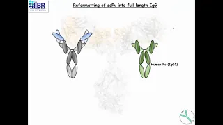 Towards antibody-based treatment of COVID-19 - A panel of human neutralizing mAbs targeting SARS...