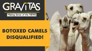 Gravitas: Saudi festival disqualifies 40 botoxed camels
