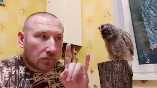 Вы нашли сову 🦉🦉🦉 Что делать???🦧🦧🦧 Всё вопросы по содержанию и кормлению 🤘🤘🤘 Корм, амуниция , и др..