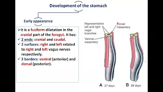 Development of Stomach and Duodenum - Dr. Ahmed Farid