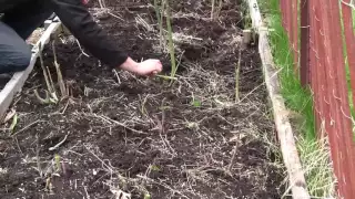 Amazing Asparagus Harvest From 3 Year Old Plants