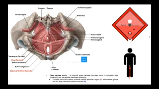 Muscles of the Pelvic Floor [Part 1] | The Perineal Muscles [OINAs] and Layers of the Perineum