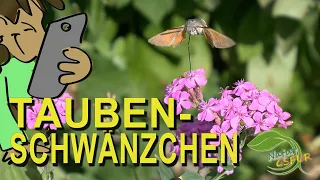 Taubenschwänzchen 💖 (Macroglossum stellatarum)