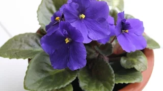 How to Successfully Grow African Violets