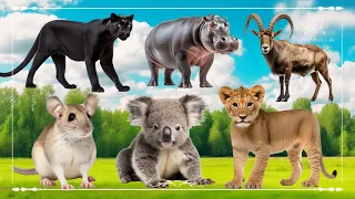 Cute Little Farm Animal Sounds: Puma, Hippopotamus, Bighorn Sheep, Koala, Lion, Mouse - Animal Video