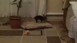 Dog vs. Cat! Той терьер против кота!