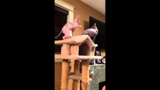 Hilarious Sphynx slap fight!