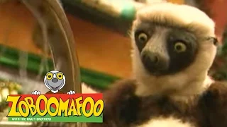 Zoboomafoo 116 - Itchy (Full Episode)