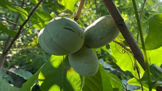 My Wild pawpaw trees are producing well this year