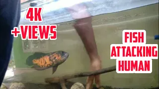 Fish Attacking Humans😯😯!! Did Oscar Fish Attack Humans ?? Watch this video till end🙄🙄🙄