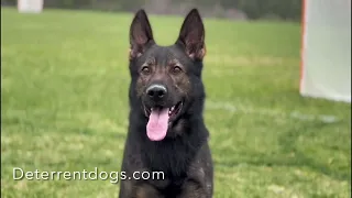 German Shepherd  -Fully trained Personal protection dog -Deterrent Dogs LLc