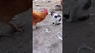 Chicken vs Cat 😄😄 #shorts #video #cat #funny
