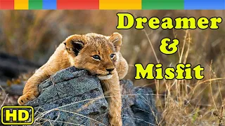 [Nat Geo Wild] Dreamer & Misfit - The Friendship In Nsefu Lion Pride -  Animals Documentary Nature