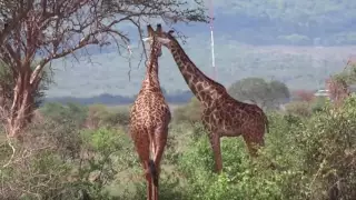 Why do giraffes have long necks?