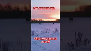 ВОТ ЭТО ВСТРЕЧА МИР НЕ ПУГАННЫХ ЛОСЕЙ