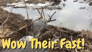 Beaver problem. The next day. Did they repair it over night??...Traps set!