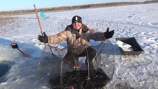 Морды просто трещали от ратанов. Мой новый помощник  АРМОР 9