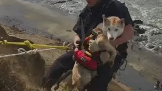 Firefighters rescue pooch stuck on cliff