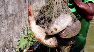 Cast Net Fishing ~ Traditional Cast Net Fishing In village With Beautiful Natural {Part - 65}