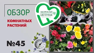 #45 Обзор комнатных растений в цветочных магазинах в Балашихе и Шадринске
