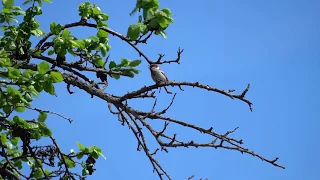 Весеннее пение воробья  звуки природы