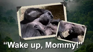 Charlotte the baby gorilla tries to wake up her tired mommy!