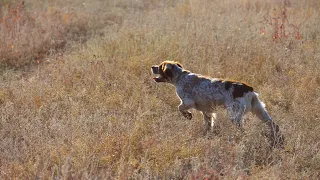 Epagneul Breton COLETTE HUNTING CELEBRATION. Training on gray partridge