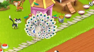 Beautiful White Peacock in hayday