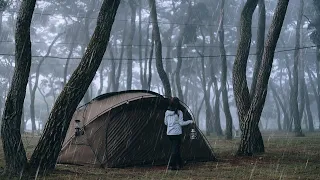 Camping in the rain | in the misty pine forest I took a good rest without thinking | rain sound asmr