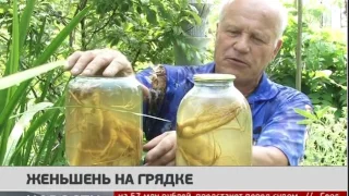 Женьшень на грядках. Новости. GuberniaTV 13/07/2017