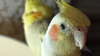 Easy Cockatiel Training, Parrot Singing and Whistling Practice