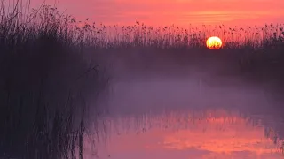 Белые туманы - ГУДЗОН || с текстом ||