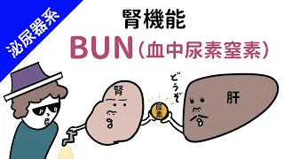 【腎臓】BUN（血中尿素窒素）