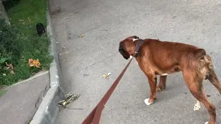 Boxer Dog VS Cat