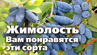 Проверенные и новые сорта жимолости. Посадите их обязательно