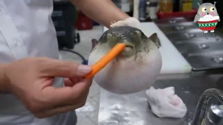 Приколы || Рыба фугу ест морковь|| Сурок кричит || Орущие рыбы