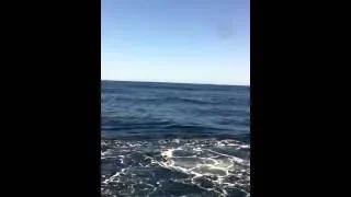 Dolphin saved from fishing line