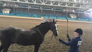 2015 U.S Arabian Horse National Adult Showmanship Final