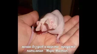 Мышь nude - МАРИ МИСТИК Миледи - БЕЗ УСОВ И ШЕРСТИ